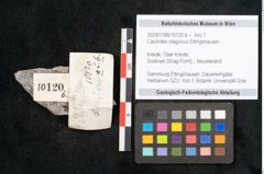 Foto (Objekt + Etikett) von Caulinites otagoicus Ettingshausen (NHMW-GEO-2024-0188-10120b)